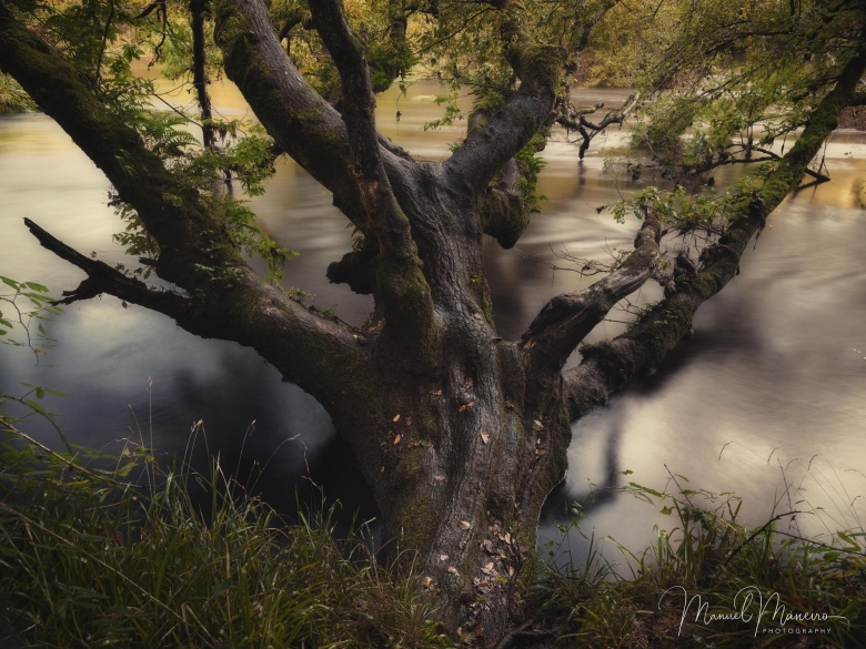 1600 Fallen Tree | Woodland Photography ©Manuel Maneiro