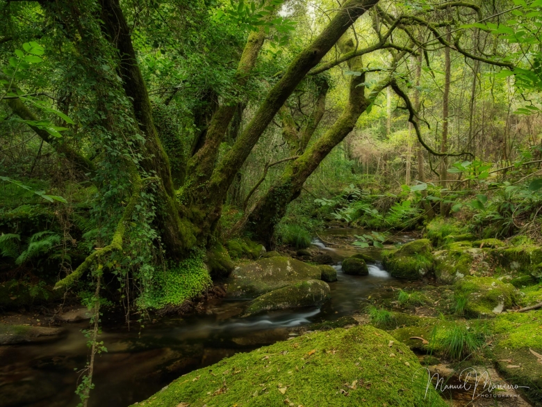 1333 Mossy Forest Woodland Photography ©Manuel Maneiro