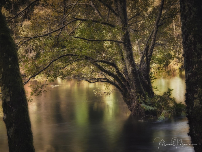1668 River | Woodland Photography ©Manuel Maneiro