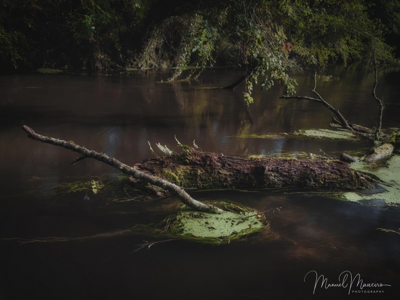 1676 Fallen log in river | Woodland Photography ©Manuel Maneiro